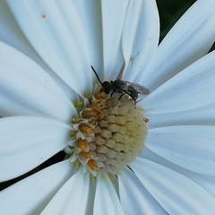 Platygastridae