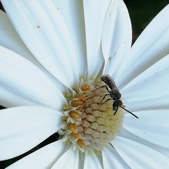 Platygastridae