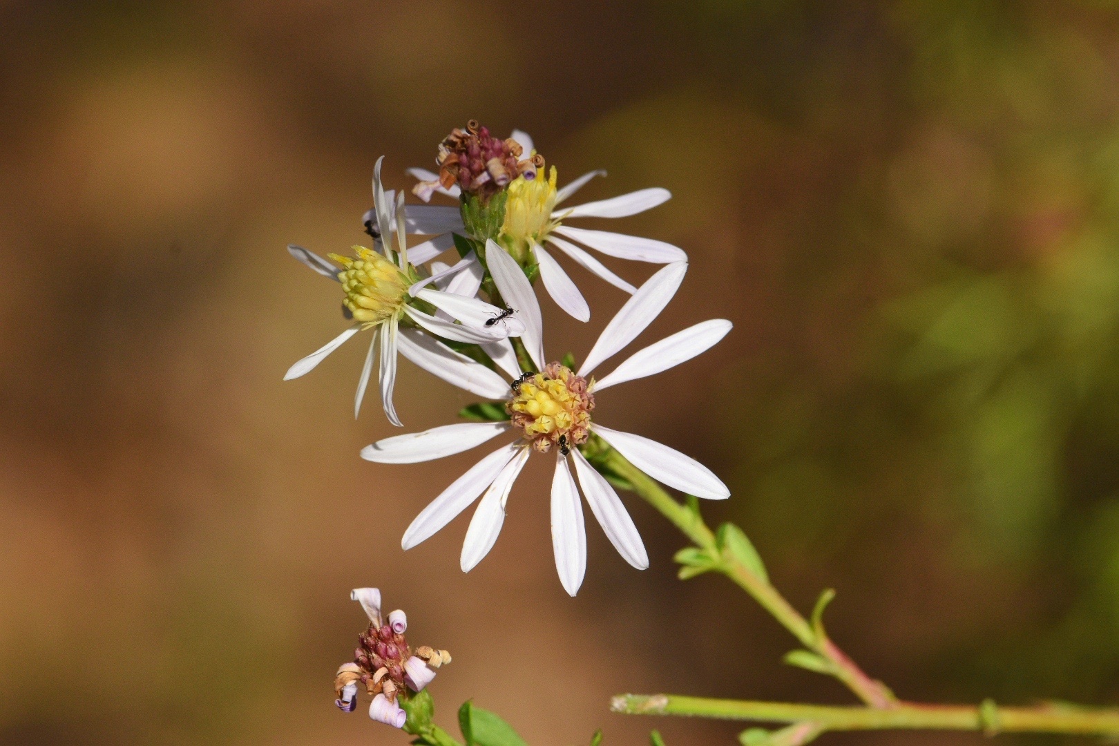 Symphyotrichum drummondii var. texanum
