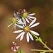Texas Aster - Photo (c) Aidan Campos, some rights reserved (CC BY-NC), uploaded by Aidan Campos