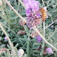 Apis mellifera