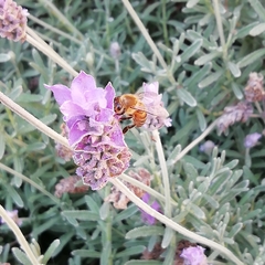 Apis mellifera