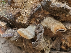 Auricularia nigricans