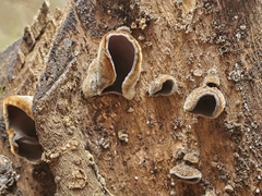 Auricularia nigricans