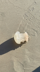 Stomolophus meleagris