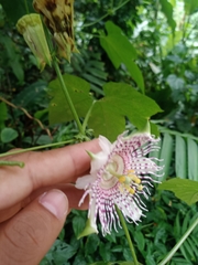 Passiflora adenopoda