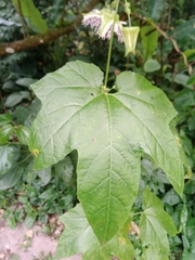Passiflora adenopoda