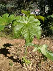 Cecropia schreberiana