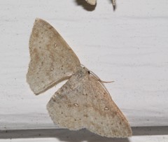 Cyclophora pendulinaria