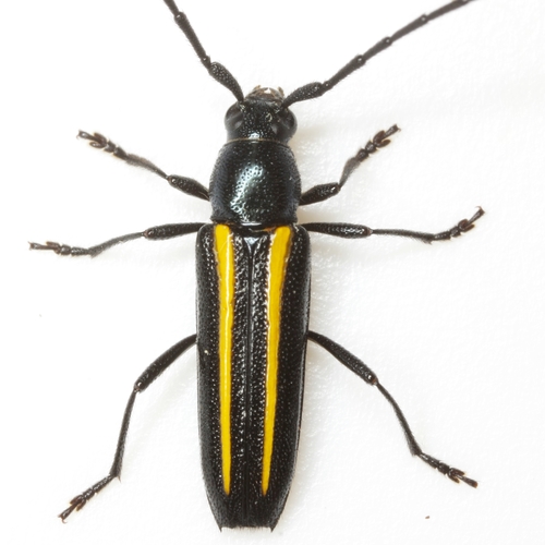 Lophalia cyanicollis (Dupont, 1838)