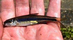 Notropis chalybaeus