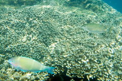 Siganus spinus