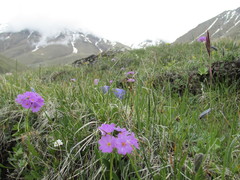Primula algida