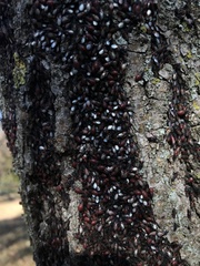 Oxycarenus lavaterae