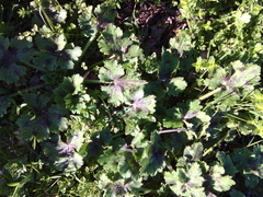 Ranunculus velutinus