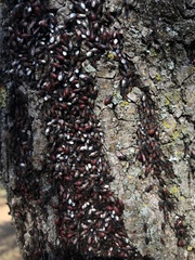 Oxycarenus lavaterae