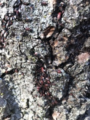 Oxycarenus lavaterae