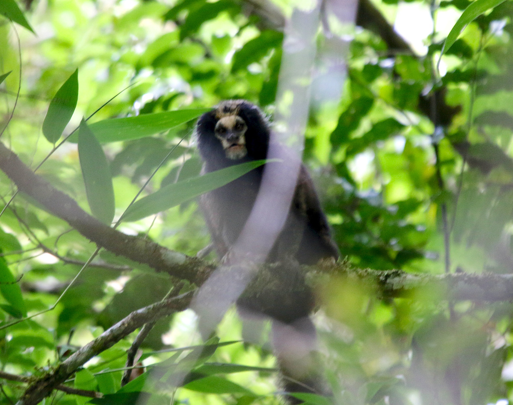 Buffy-tufted-ear Marmoset in December 2021 by CRISTINA RAPPA · iNaturalist