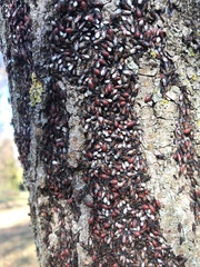 Oxycarenus lavaterae