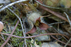 Asarum hartwegii