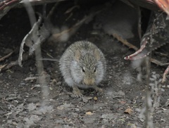 Arvicanthis niloticus