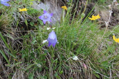 Campanula tridentata biebersteiniana