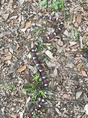 Lampropeltis gentilis