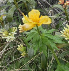 Trollius ranunculinus