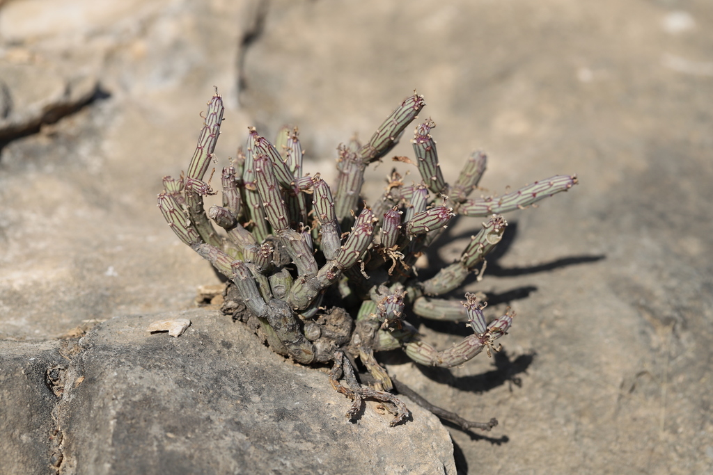 Senecio odorus (Forssk.) Sch.Bip. 2