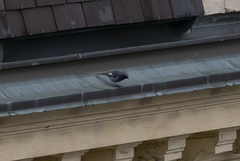 Phoenicurus ochruros