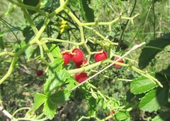 Cyphostemma hypoleucum