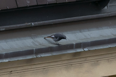 Phoenicurus ochruros