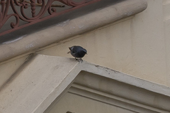 Phoenicurus ochruros