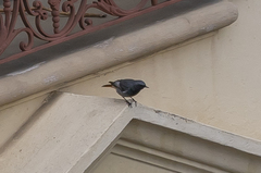 Phoenicurus ochruros