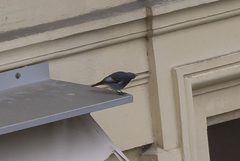 Phoenicurus ochruros