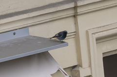 Phoenicurus ochruros