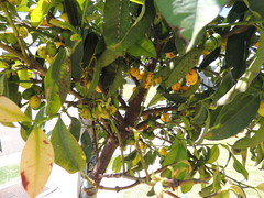 Garcinia brasiliensis