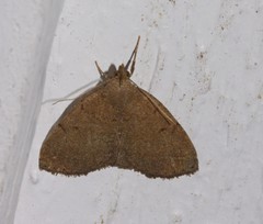 Zanclognatha protumnusalis