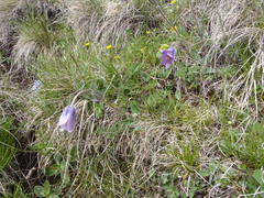 Pulsatilla violacea