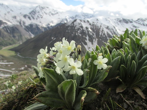 Primula crassifolia