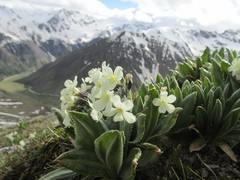 Primula crassifolia