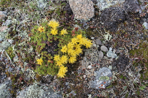 Saxifraga scleropoda, photograph 1