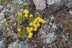 Oleksandr Shynder, CC BY, iNaturalist via GBIF Saxifraga scleropoda, photograph Oleksandr Shynder, CC BY, iNaturalist via GBIF
