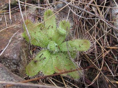 Drosera pauciflora