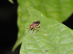 Thecomyia