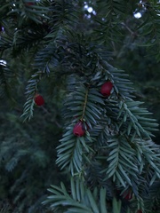 Taxus baccata