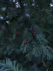 Taxus baccata