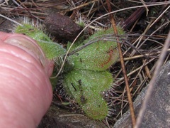Drosera pauciflora