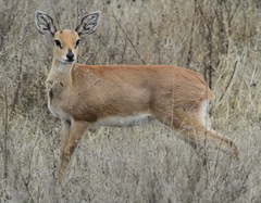 Raphicerus campestris neumanni