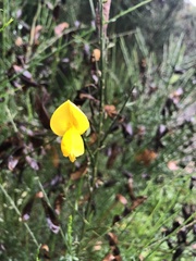 Cytisus scoparius